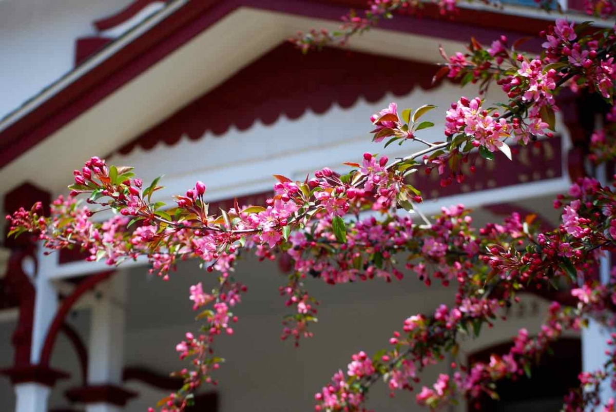Flowering-tree