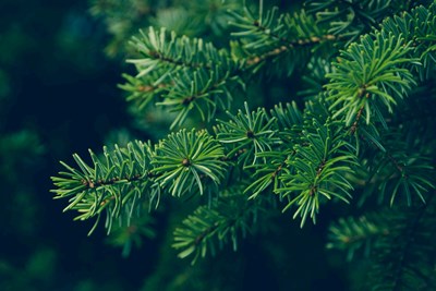 Holiday Tree Pick-Up & Recycling - UPDATE 1/16/26